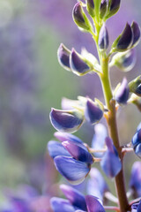 lupine flower against natural green background. macro shot