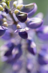 beautiful lupine flower  background. extreme macro shot