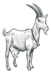 Goat sketch. Farm animal. Hand drawn livestock