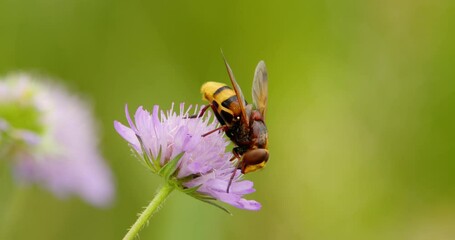 Extreme close up footage of hornet mimic hoverfly sucking on nectar