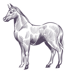 Horse sketch. Stallion drawing. Farm animal engraving