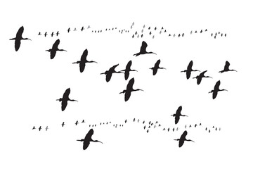 Flying birds. Vector images. White background. Glossy Ibis.