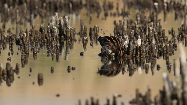 The snipe is standing in the water. He's looking for food with his beak. Beautiful video from Gallinago gallinago