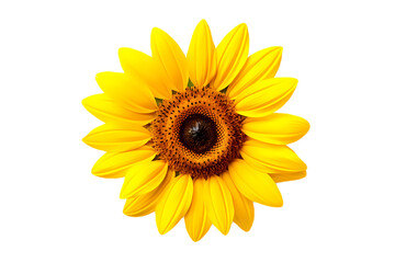 sunflower isolated on white transparent background