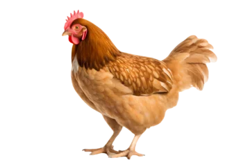 Foto op Aluminium chicken isolated on white transparent background © Tae-Wan