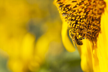 a bee in yellow pollen sits on a sunflower. honey bee close-up on a sunflower flower collecting honey in the summer season, the benefits of insects in nature. place for text, macro photography