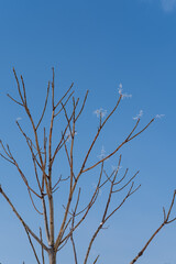 snow tree branches against blue sky