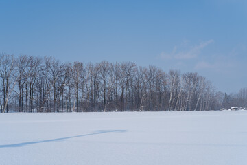 winter landscape with trees