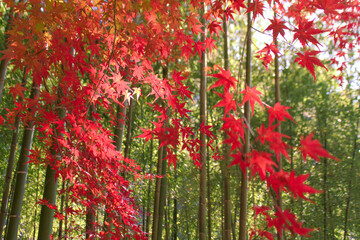 [愛知県]春日井市愛岐トンネル群周辺風景