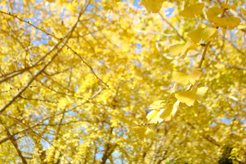 [愛知県]稲沢市祖父江町のぎんなんパーク