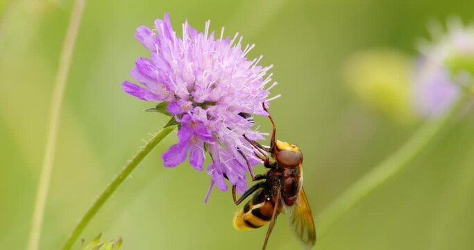 Extreme close up footage of hornet mimic hoverfly sucking on nectar