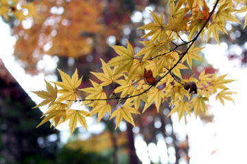 黄色に紅葉したモミジ