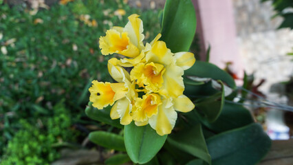 blooming yellow flowers hang over the leaves