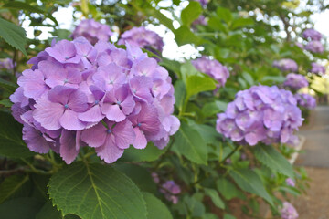 梅雨の晴れ間に咲く紫陽花