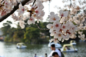 桜の下でボートを漕ぐ人