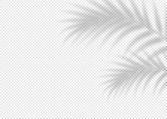 Shadow overlay effect for photo and mockup. Realistic soft blurred shadow of palm tree branches on transparent background. Vector illustration of wall with natural sunlight falling