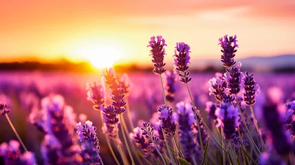 Gartenposter Lavender flowers blooming in the lavender field at sunset © Adrian