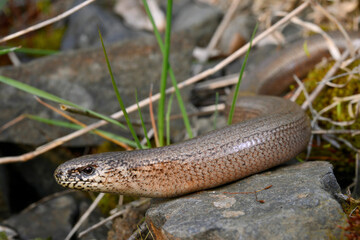 Common Slow Worm // Blindschleiche, Westliche Blindschleiche (Anguis fragilis) 