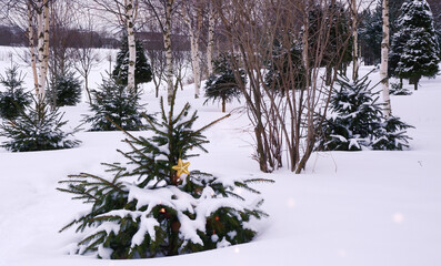 Beautiful winter landscape with snow-covered fir trees against the background of birches