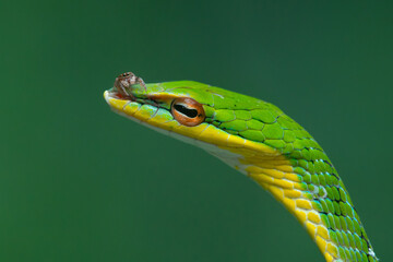 Close up of malayan vine snake ahaetulla mycterizans with a jumping spider on its head, natural...