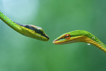 Two tree snakes, elegant bronzeback dendrelaphis formosus and vine snake ahaetulla mycterizans facing head to head, natural bokeh background 