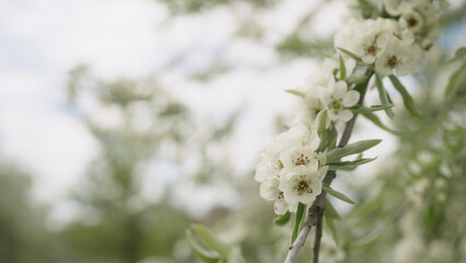 closeup of willow pear blossom © GCapture