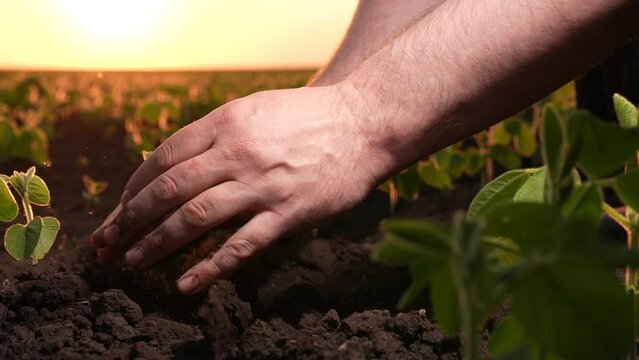 farmer holds soil hand sunset field, agriculture, where takes care soil, cultivates land using organic fertilizer, takes care level harvest plot. checks soil for fertilizer levels, taking care