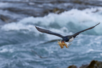 Rock Shag (Phalacrocorax magellanicus) in flight carrying pieces of tussock grass for its nest on...