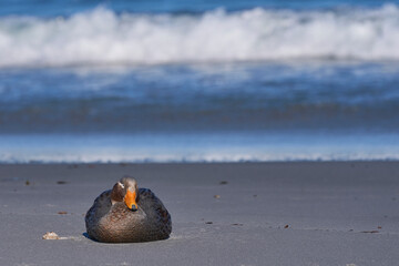 Falkland Steamer Duck (Tachyeres brachypterus) on a sandy beach on Sea Lion Island in the Falkland...