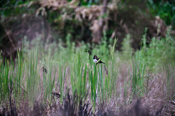 Obraz na płótnie Canvas Foraging Sparrows in Harvested Rice Fields
