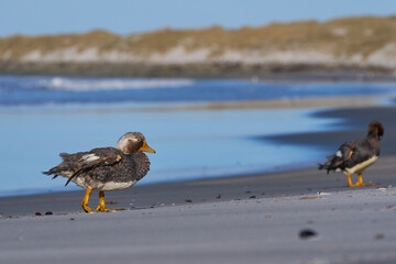 Falkland Steamer Duck (Tachyeres brachypterus) on a sandy beach on Sea Lion Island in the Falkland...