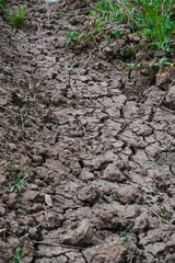 Cracked Rice Fields Due to Drought