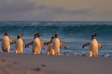 Gentoo Penguin (Pygoscelis papua) heading to sea early in the morning from a sandy beach on Sea...