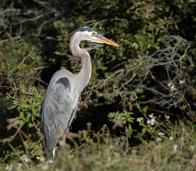 Great Blue Heron fishing at Orlando Wetlands nature preserve in Florida.