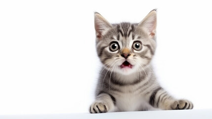 Scared cute little kitten isolated over white background. Generative AI