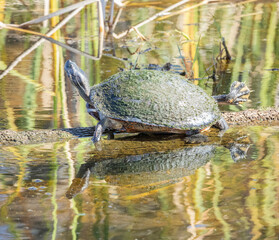 Turtle on a log reflected in the water of Orlando Wetlands, Florida.