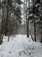 snow winter forest