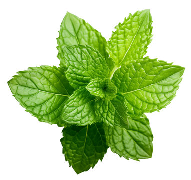 recommend clip art: Fresh Green Mint Leaves. Closeup View. Ai Generative