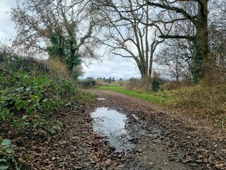 Forest pathway after rain