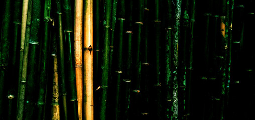bamboo