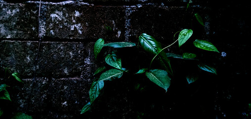 brick