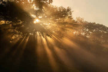 Sun Shines Through A Tree On The Hillside In Fog