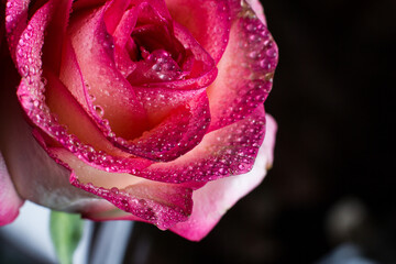 Beautiful pink rose with dew drops, background with rose