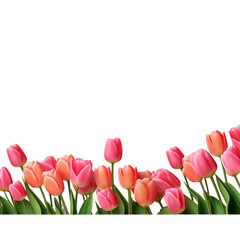 Spring Tulip Flowers Border PNG