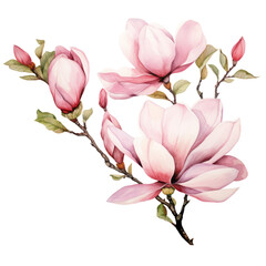 pink Magnolia ,illustration watercolor 