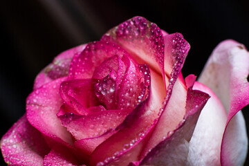 Beautiful pink rose with dew drops, background with rose