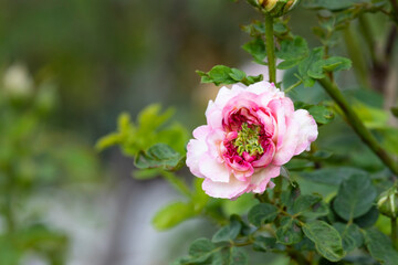 beautiful fresh pink petals and green pollen rose blooming in botanic garden natural park.