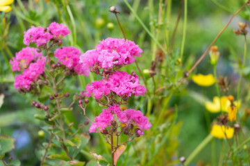 vertical image group of small pollen bouquet crape myrtle  pink flowers. beauty and  dry petal hanging on branch tree