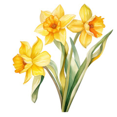 yellow Narcissus ,illustration watercolor ,celebrated in art and literature, different cultures, ranging from death to good fortune, and as symbols of spring.