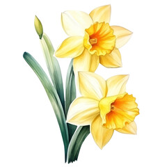 Fototapeta na wymiar yellow Narcissus ,illustration watercolor ,celebrated in art and literature, different cultures, ranging from death to good fortune, and as symbols of spring.